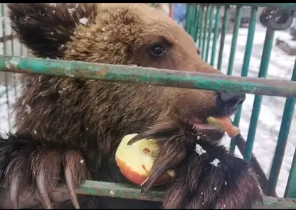 Спасенный на Байкале медвежонок Ёжик переехал в Карелию