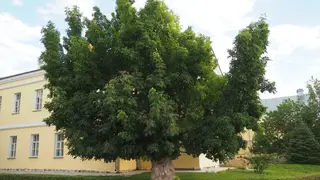 В «Черной книге флоры Сибири» первое место занял клен ясенелистный