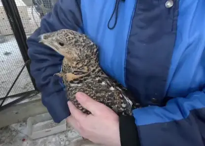 Новосибирский зоопарк отправил животных в Индию для международного сотрудничества