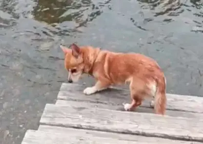 «Лай слышали восемь человек»: новая деталь в поисках семьи Усольцевых, которая пропала в горах Красноярского края