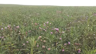 В Забайкалье засеяли расторопшу для экспорта в зарубежные страны на площади 370 га В Забайкалье засеяли расторопшу для экспорта в зарубежные страны на площади 370 га