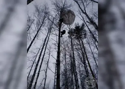 Парашютист застрял на дереве в Томской области