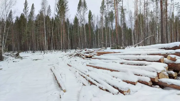 Количество нарушений на лесосеках Красноярского края сократилось на четверть в 2024 году