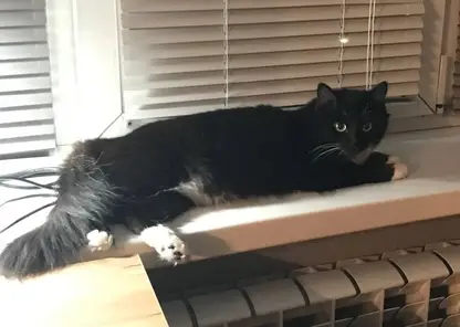 Житель Омска спас кошку, которая несколько дней просидела на дереве