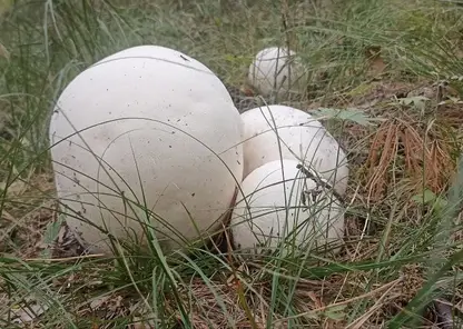 Размером с мяч: можно ли есть гигантские дождевики, растущие в Красноярском крае