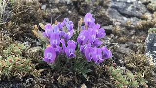 Ученые разработали цифровую базу для охраны флоры Байкала Ученые разработали цифровую базу для охраны флоры Байкала