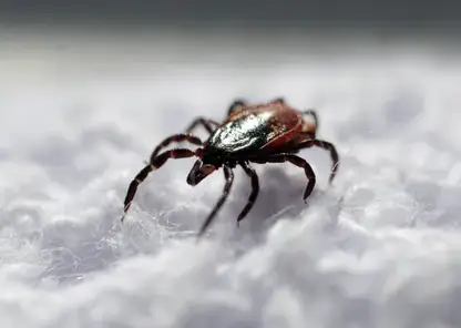 Более 69 тысяч жителей Томской области планируют привить от клещевого энцефалита