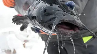 В Томской области возбудили дело о браконьерстве на 3,6 млн рублей