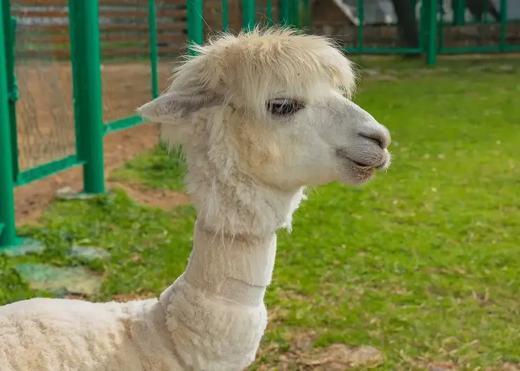 Традиционная стрижка альпак началась в красноярском «Роевом ручье»