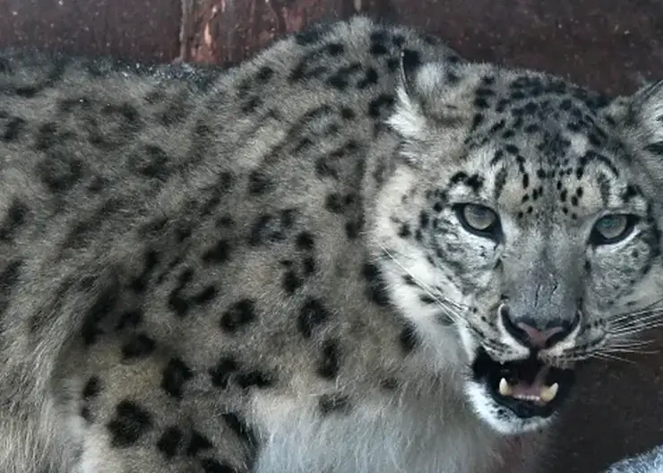 Снежные барсы стали в десять раз чаще нападать на скот на Алтае