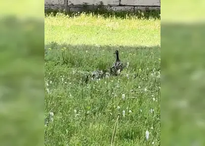 В Красноярске археологи спасли утиную семью на месте будущего «Суриков-центра»