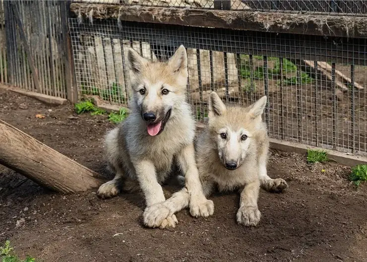 Красноярцы выбрали имена для арктических волчат в «Роевом ручье»