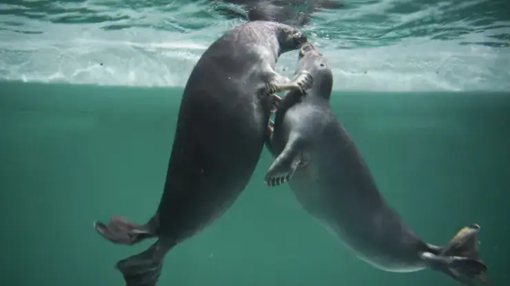 В Красноярске Россельхознадзор выдал первую лицензию предприятию по содержанию нерп