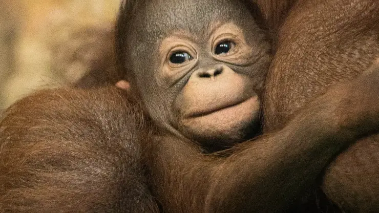 Новосибирцы выберут имя для детёныша орангутанга