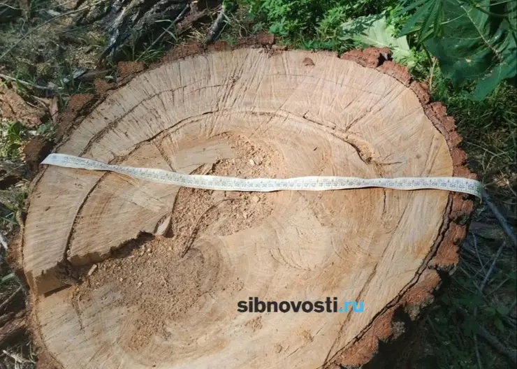 Стройки не будет. Мэрия не нашла следов строительства на месте вырубленных деревьев в Покровке