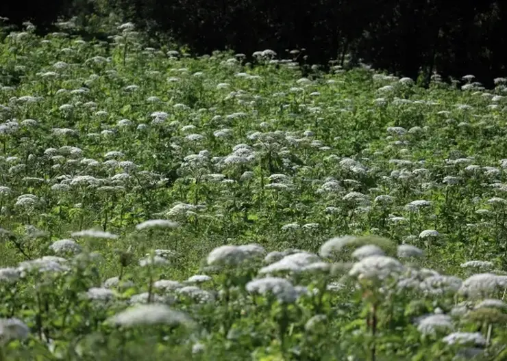 Россиян предупредили о штрафах за борщевик на участке