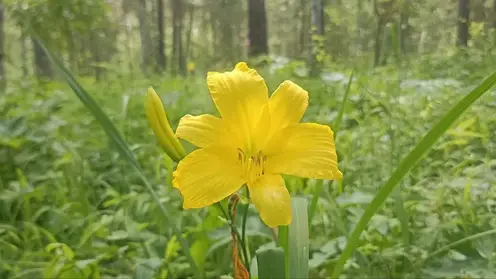 Мимолётная красота: в Минусинском бору запечатлели цветение краснокнижного красноднева