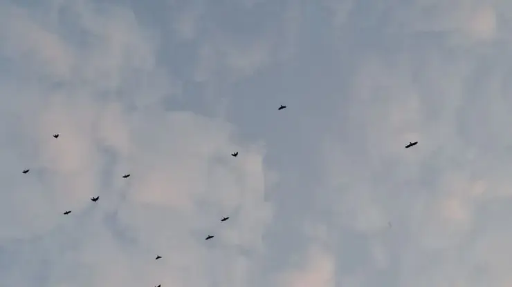 Охотиться на бакланов разрешили в Красноярском крае