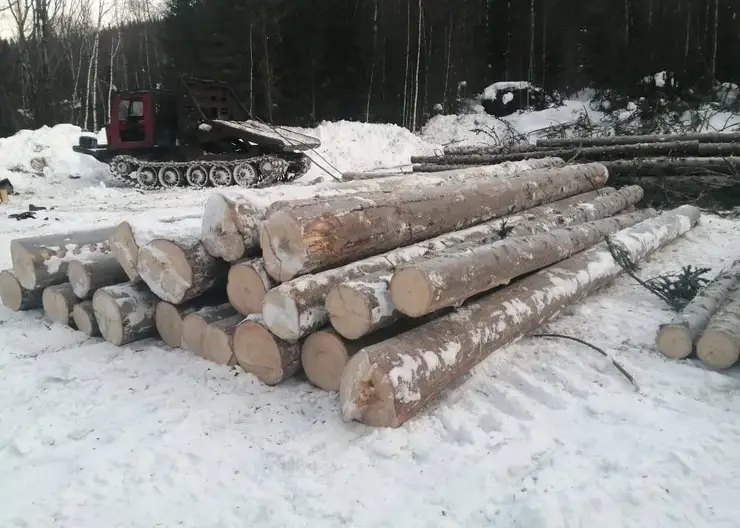 Бизнесмен незаконно вырубил лес на 2 млн рублей в Красноярском крае
