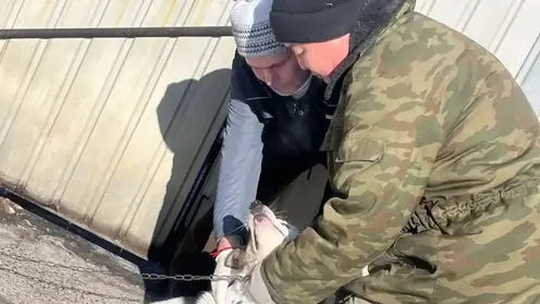 В Забайкалье с 1 марта начнут штрафовать владельцев собак без регистрации