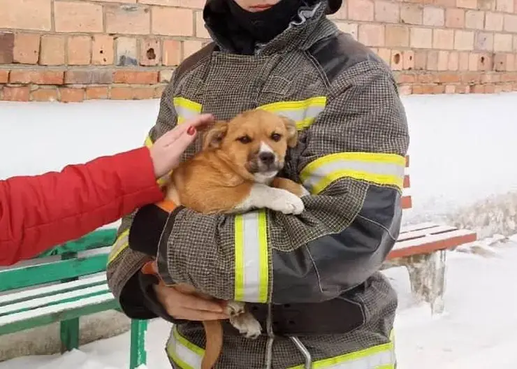 «Услышали жалобные звуки». В Красноярском крае из вентиляции спасли щенка