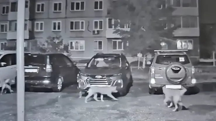 Стая собак погрызла припаркованную иномарку в Ачинске (видео)