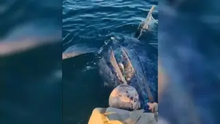 Гигантская морская черепаха спасена из рыбацких сетей в Приморье