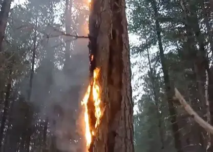Эколог выявил поджог леса в Красноярском крае