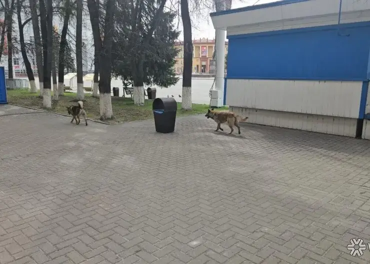 Бродячих собак заметили на площади Советов в Кемерове