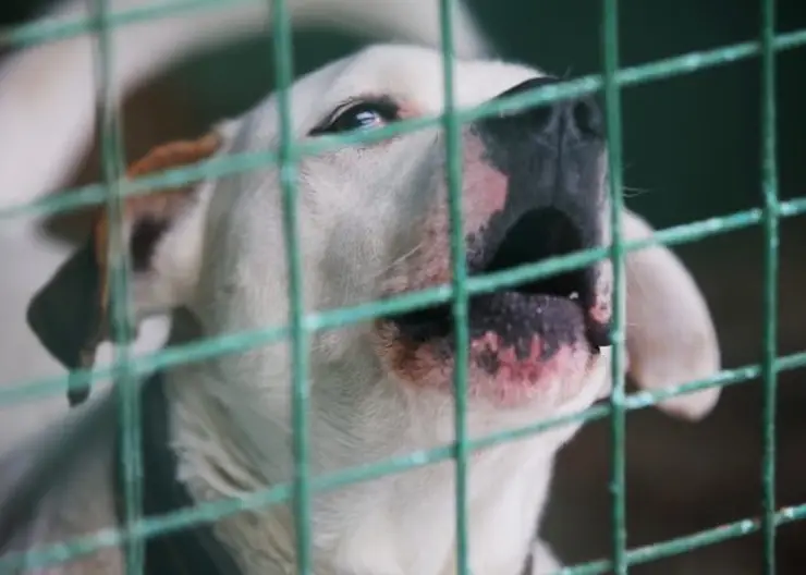 В томской деревне отловили собаку, разодравшую ребёнку голову и руку