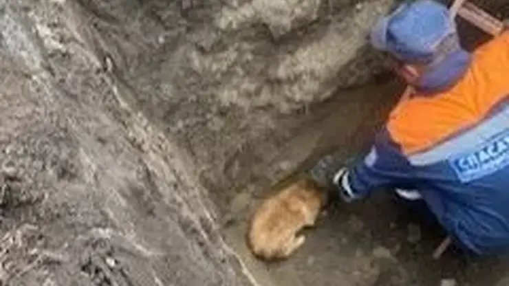 Пятерых бездомных собак достали из выкопанной глубокой ямы в Красноярском крае