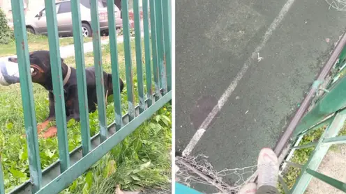 В Новосибирске большая собака напала на детей