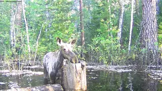 Мощный потоп заставляет лесных животных проплывать десятки километров ради пищи в Томской области