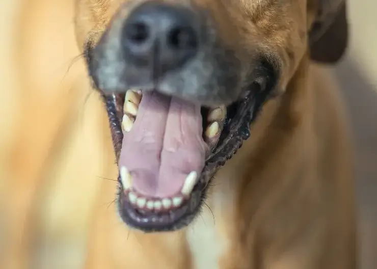 Домашняя собака напала на врача скорой помощи в Томске