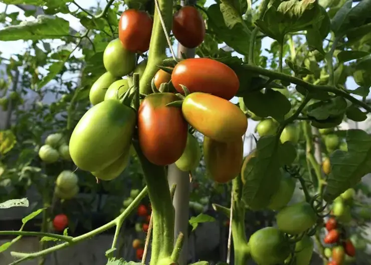 Красноярцам рассказали о пользе и опасности томатов для человеческого организма