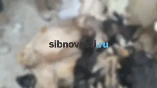 В Красноярском крае из-за самовольного захламления реки погибли 100 ягнят В Красноярском крае из-за самовольного захламления реки погибли 100 ягнят