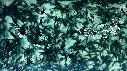 18 тысяч мальков стерляди выпустили в Иртыш в Омской области для восстановления популяции