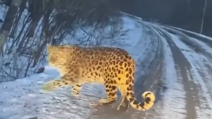 Хищник из России: дальневосточного леопарда засняли в Китае