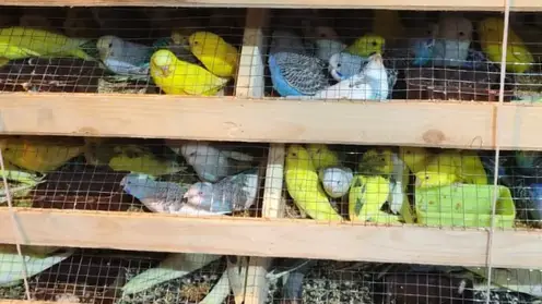 В Красноярск привезли больше 500 попугаев из Киргизии
