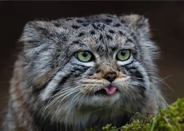 Красноярский манул Борис нагулял вес к зиме: в «Роевом ручье» подвели итоги зажировки