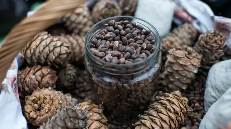 Томский кедровый орех покоряет ОАЭ, Китай и Казахстан: экспорт взлетел на треть