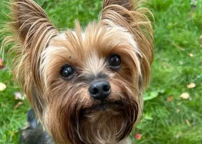 В Хакасии будут строже наказывать за подделку справок на бешенство у животных