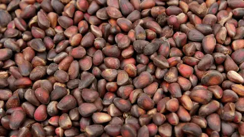 В Омской области появится завод по переработке кедрового ореха