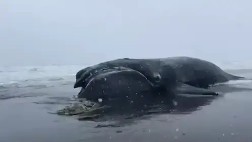 На Камчатке нашли мертвого японского кита