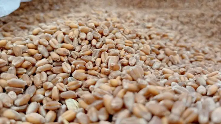 Алтайский край отправил в Китай 80 тысяч тонн зерна и масла в начале уборочной кампании