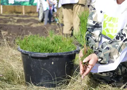 Осенью в Красноярском крае высадят почти 200 тысяч деревьев и кустарников