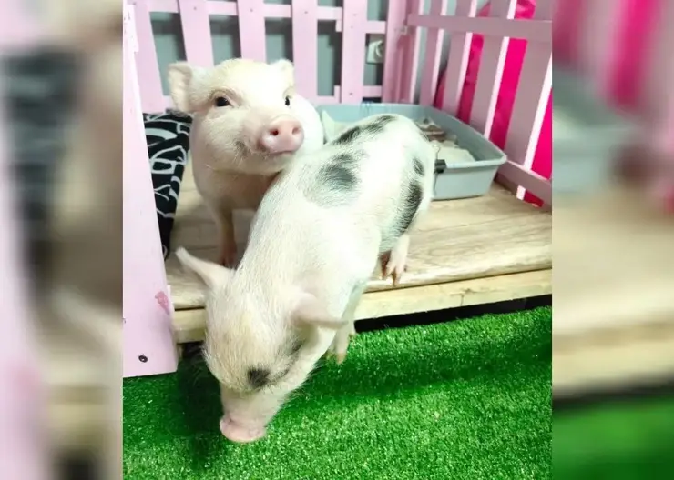 В Красноярске маленьким поросятам в кафе возле набережной ищут няню