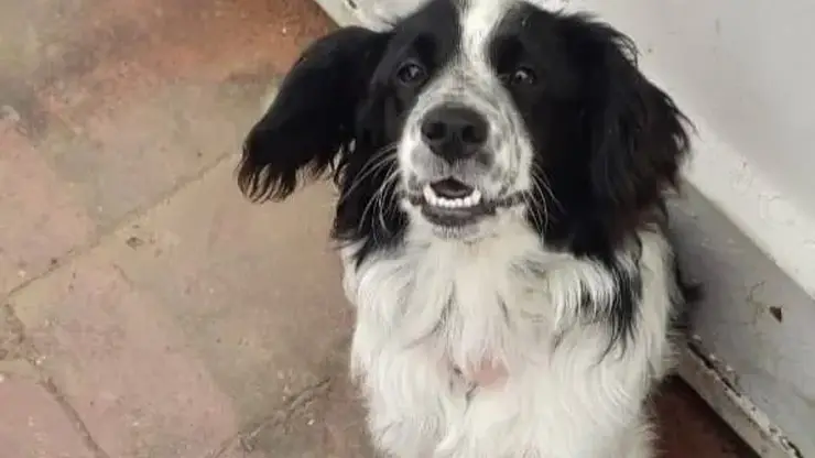 Трогательная история: в Новосибирской области пёс все лето ищет своих хозяев на пароме