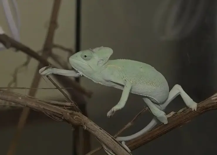 Дети подарили мэру Омска на день рождения малыша хамелеона 