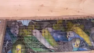 В Красноярск из Кыргызстана привезли почти тысячу попугаев